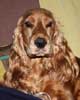 photo de DOUGGY, cocker golden